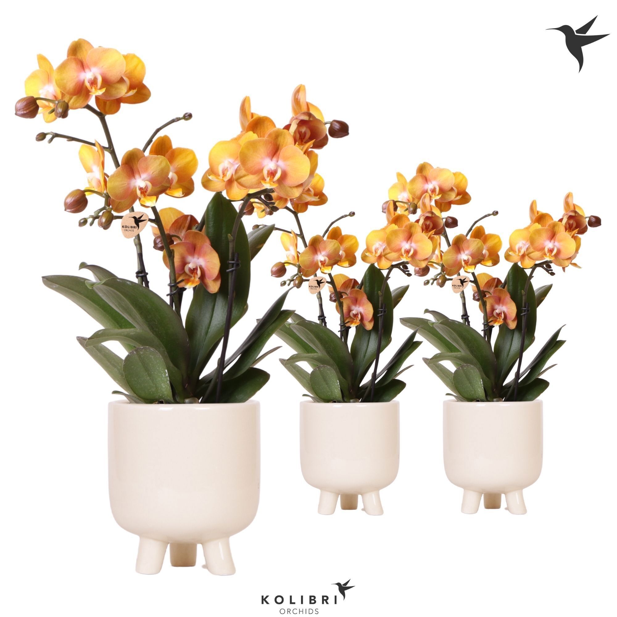Kolibri Orchids Phalaenopsis Jewel Las Vegas 3 Spi