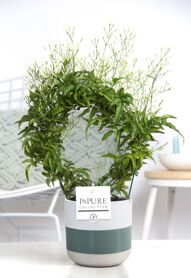 Jasm Poly Wit Boog 200+ Knop Keramiek Lauren