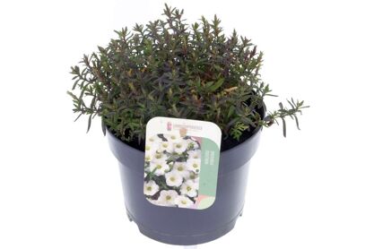 Arenaria Montana Blizzard Compact
