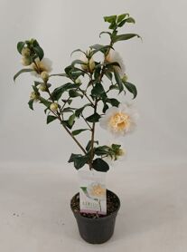 Camellia Jap Brushfield's Yellow 10+