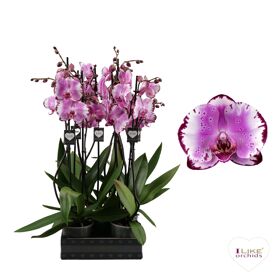 Phal 2 Tak 70cm Brother You