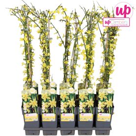 Jasminum Nudiflorum P15