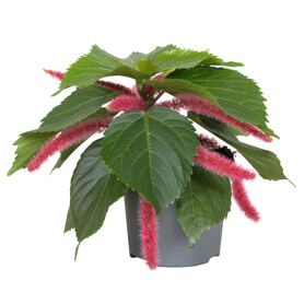 Acalypha Hispida Pink