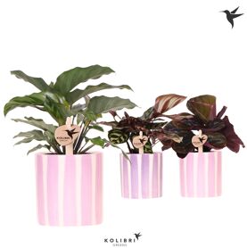 Calathea Gemengd Keramiek Painted Stripe