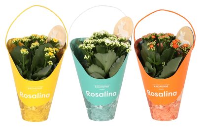 Kalan Gev Gemengd Giftkoker Easter
