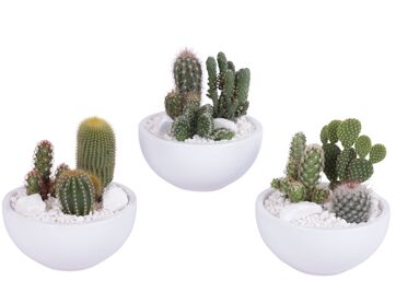 Cactus Gemengd 3pp Keramiek Schaal Wit
