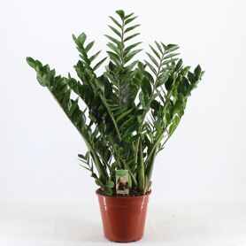 Zamioculcas Zamiifolia 10pp