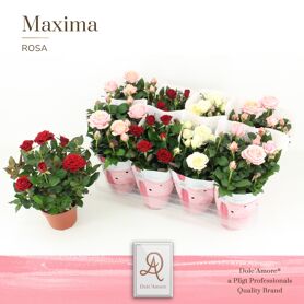 Ro Gemengd Valencia Dolc'amore Hoes Maxima