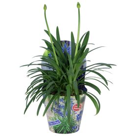 Agapanthus Summer Love Blue 1+ Potcover