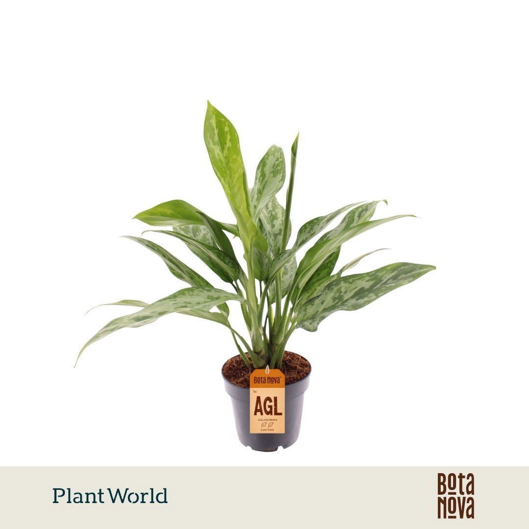 Aglaonema Green Lady