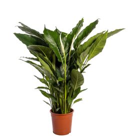 Spath Sweet Sebastiano 2+ Blanco Hoes