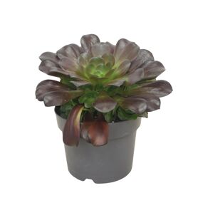 Aeonium Valour 17 Cm