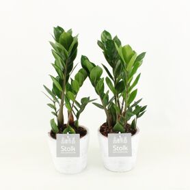 Zamioculcas Zamiifolia 10,5 In White Wash Pot