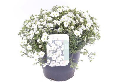 Arenaria Montana
