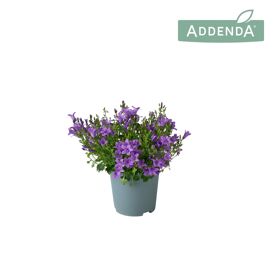 Camp Port Ambella Intense Purple