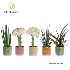 Sans Cyl Gemengd Keramiek Elsa