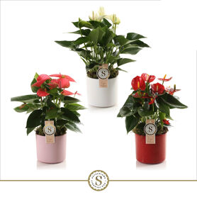 Anth A Misto 3 Colori