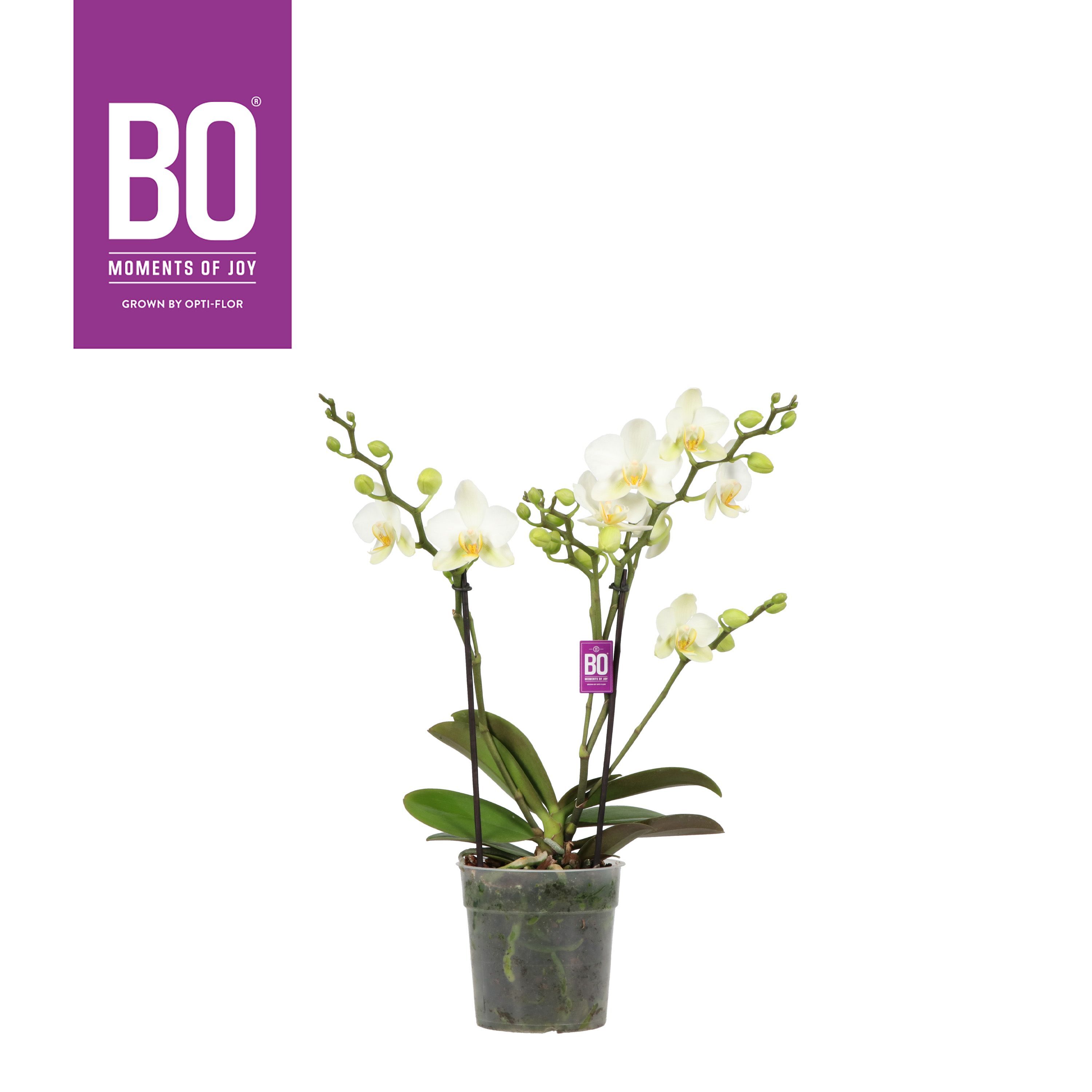 Phal Boquetto Beauty 2 Tak