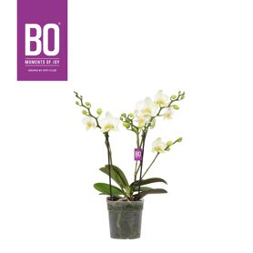 Phal Boquetto Beauty 2 Tak