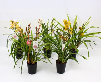 Cymbidium Gemengd Piccobello 3-4 Tak