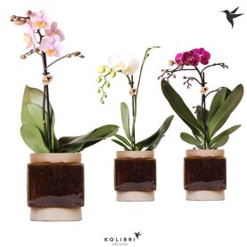 Kolibri Orchids Phalaenopsis Mix 1 Spike In Classy