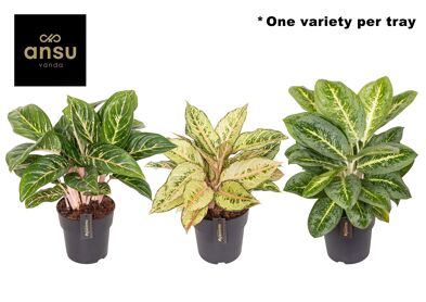 Aglaonema Green Surprise Tray