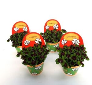 Oxalis Deppei Geluk English