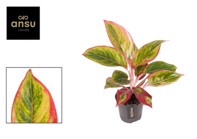 Aglaonema Jamaica Red
