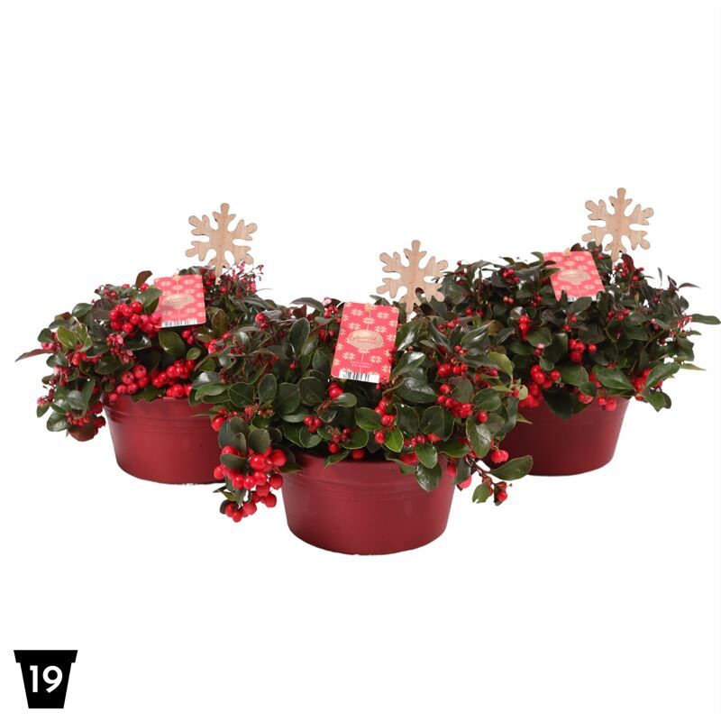 Gaultheria Pr Big Berry + Steker Sneeuw Vlok