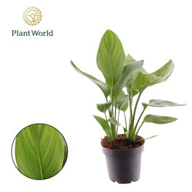 Strelitzia Reginae 12cm
