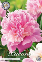 Bloembol Paeonia Sorbet (x1)