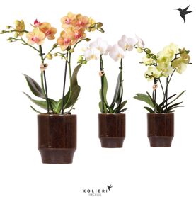 Kolibri Orchids Phalaenopsis Mix 2 Spike In Classy