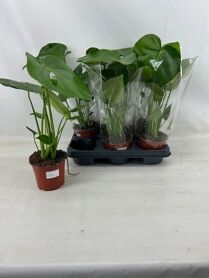 Monstera Deliciosa