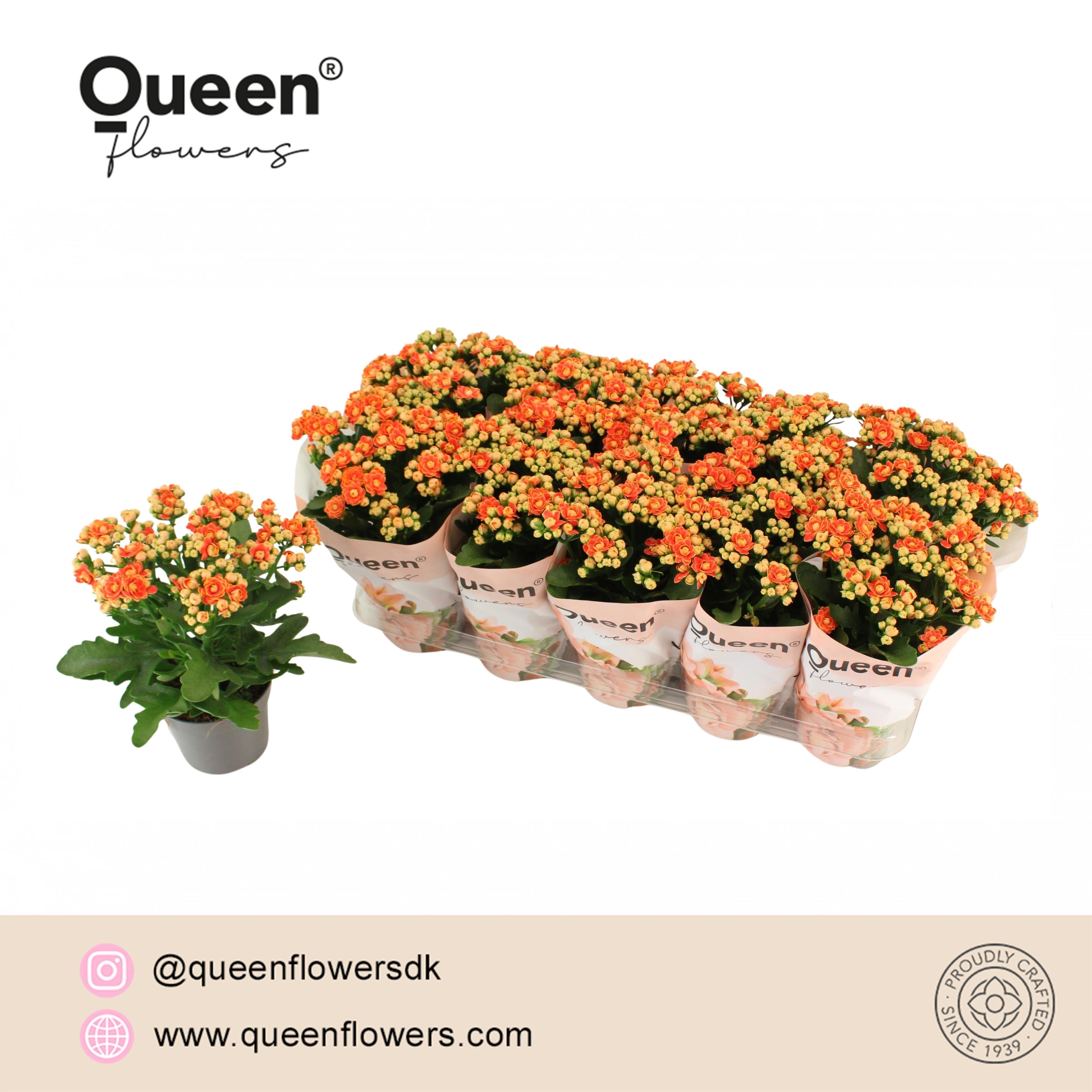 Kalan Gev Oranje Queen