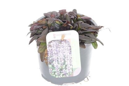 Ajuga Rep Chocolate Chips