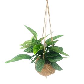 Opm Kokodama Epipr Marble Planet