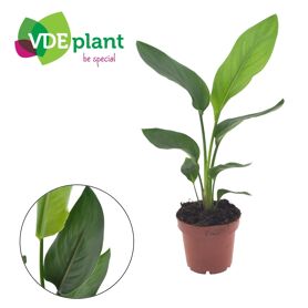 Strelitzia Reginae (without Flower)