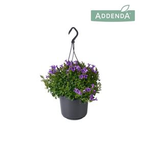 Camp Ambella Intense Purple Hangpot