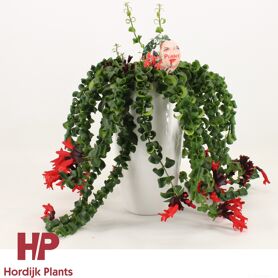 Aeschynanthus Bluster Keramiek Wit