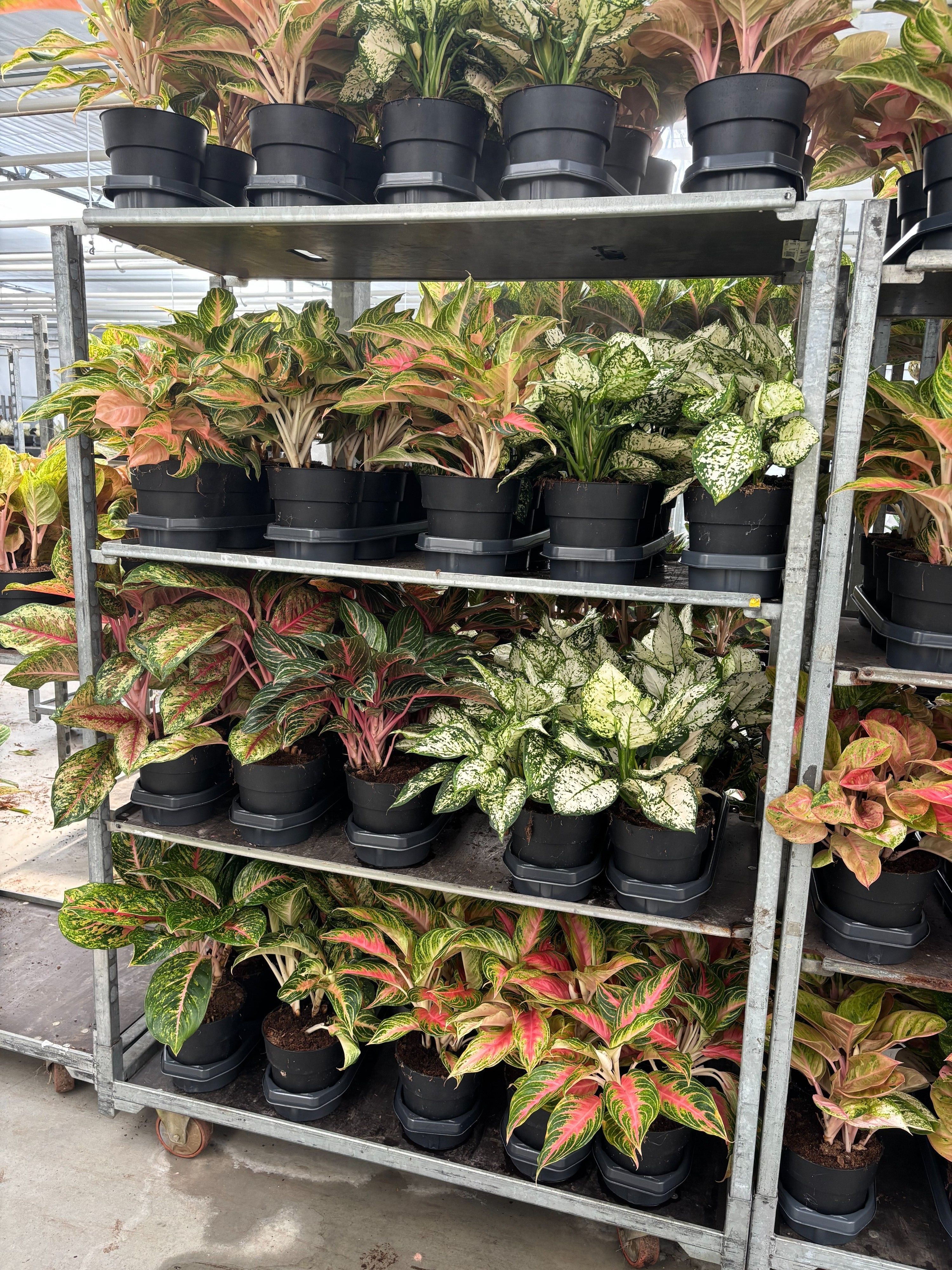Aglaonema Gemengd A2