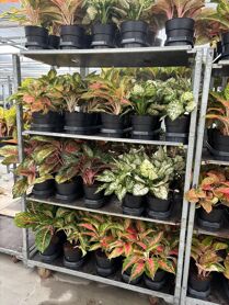 Aglaonema A2 Mix