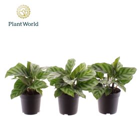 Calathea Freddie