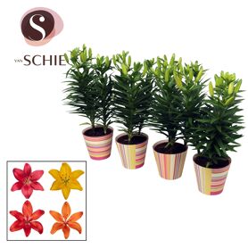 Lil Az Gemengd 3pp Potcover