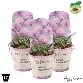 Allium Carolinianum Potcover