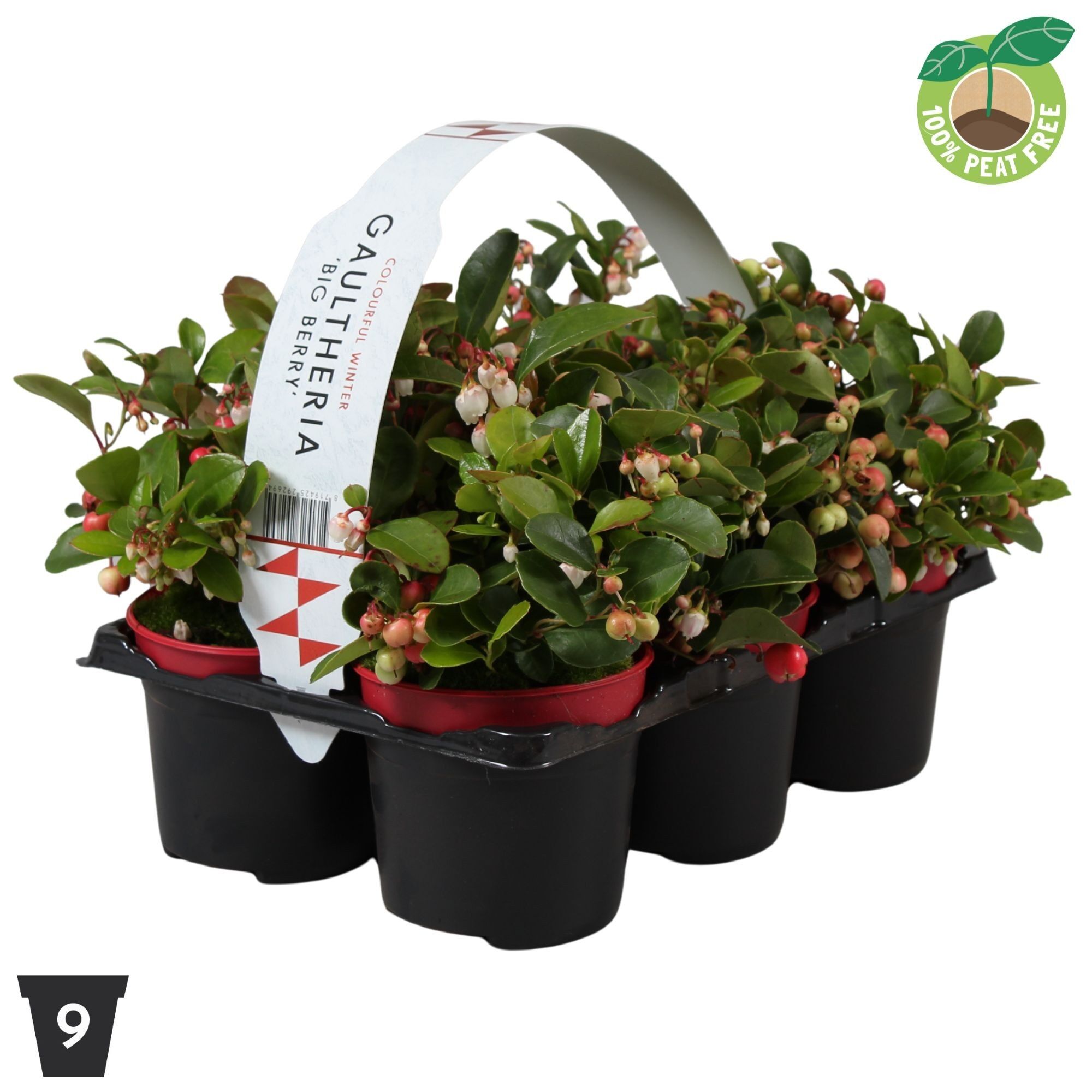 Gaultheria Pr Big Berry 6-pack