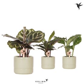 Calathea Gemengd Keramiek Pastel