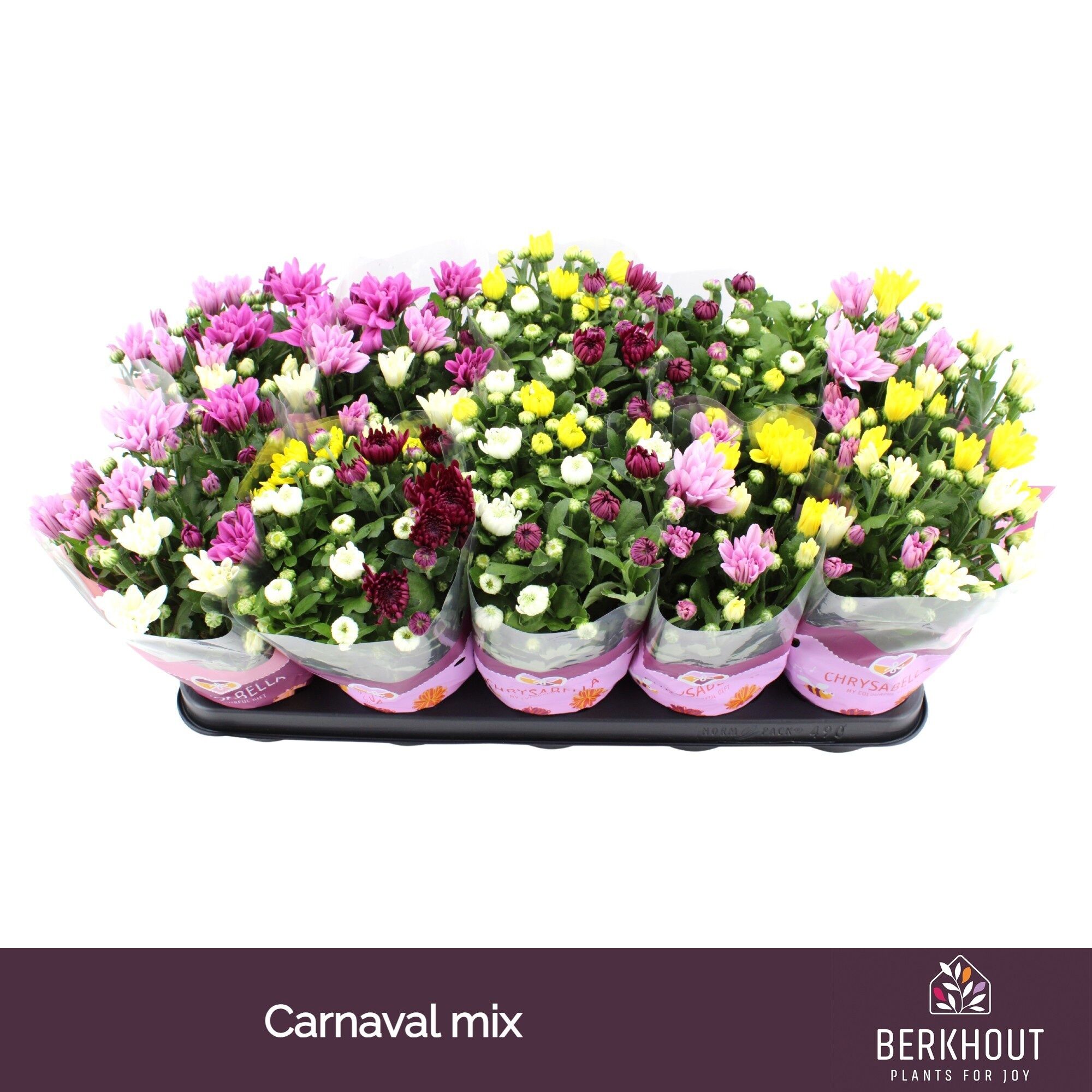 Chrys Gemengd Carnaval