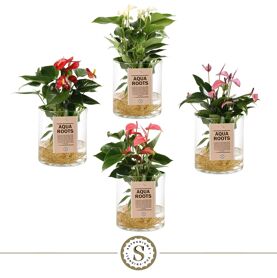 Anth A Misto 3 Colori