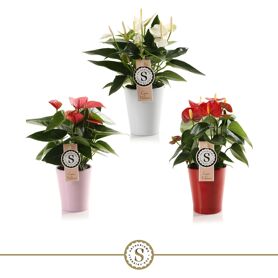 Anth A Misto 3 Colori