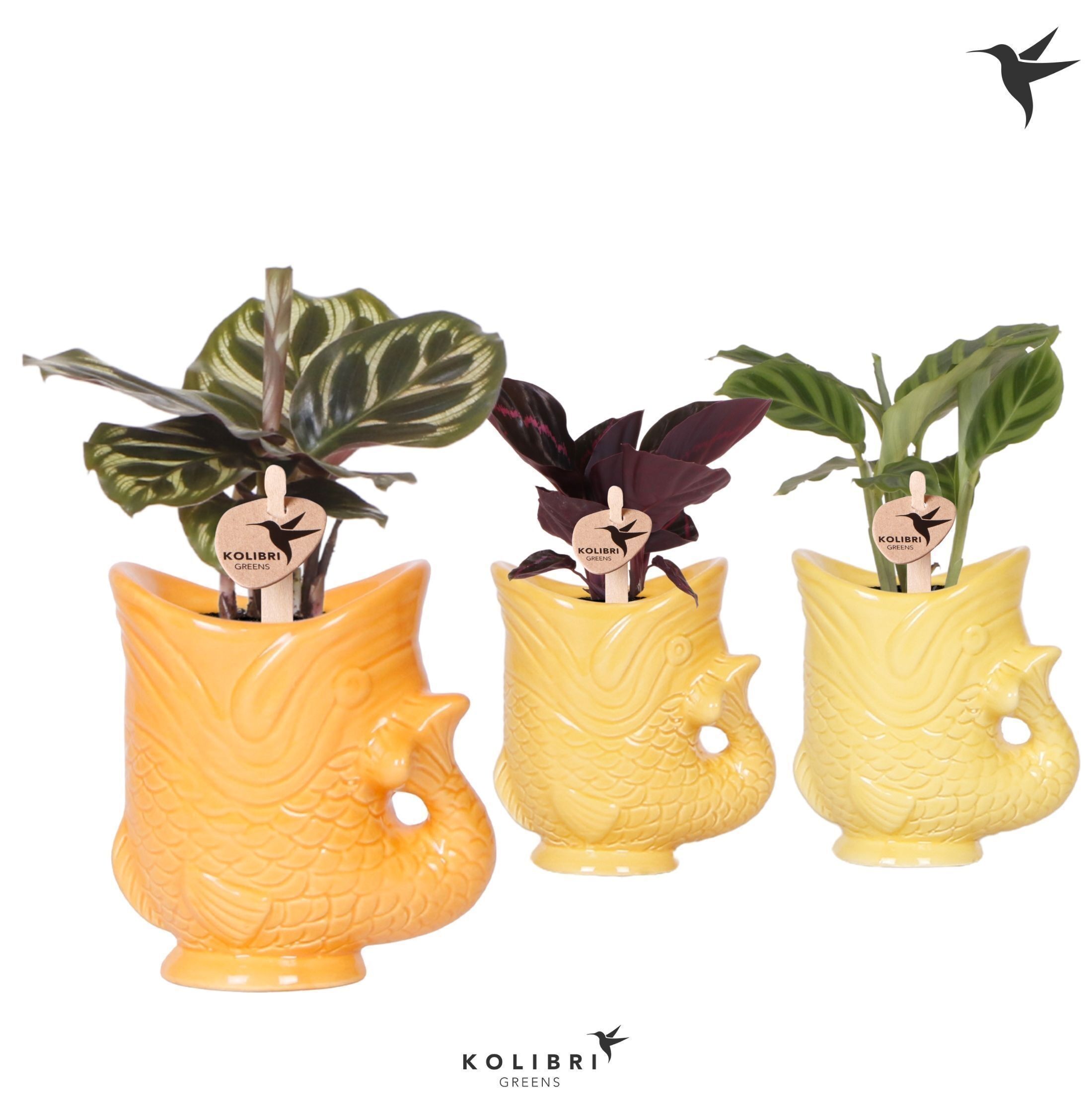 Calathea Gemengd Keramiek Fish